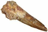 Fossil Spinosaurus Tooth - Real Dinosaur Tooth #299068-1